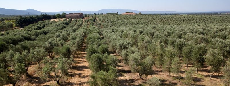 mandorlo e1586269300664